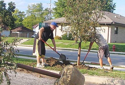 Bringing the trees back