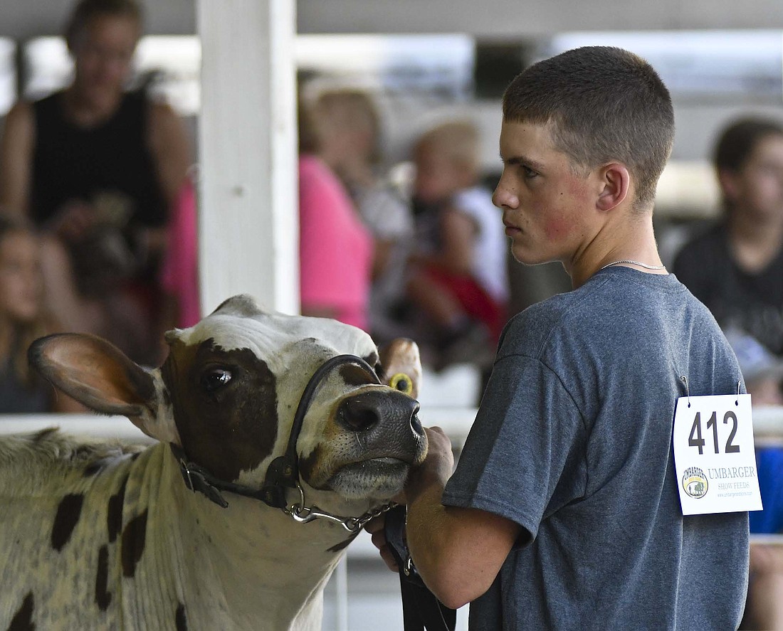 Eli Dirksen shows during the dairy portion of the Jay County 4-H large animal supreme showmanship competition Thursday evening. He went on to win the championship, becoming the first boy to take home the trophy since 2014. (The Commercial Review/Ray Cooney)