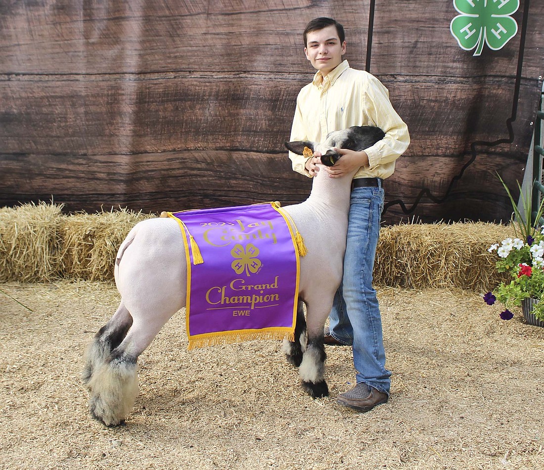 Levi Willmann, pictured, showed the grand champion ewe July 12 during the Jay County 4-H sheep show. (The Commercial Review/Bailey Cline)