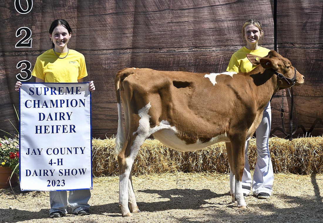 Elise Mercer showed the supreme champion dairy heifer on July 12 during the Jay County 4-H dairy show. (The Commercial Review/Ray Cooney)