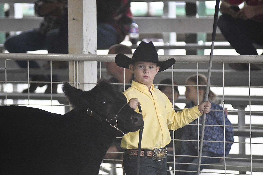 Wade Warnock of Urbana walks his cow around the Show Arena on Saturday at Jay County Fairgrounds during the Jay County Fall Classic Open Beef Show. (The Commercial Review/Ray Cooney)