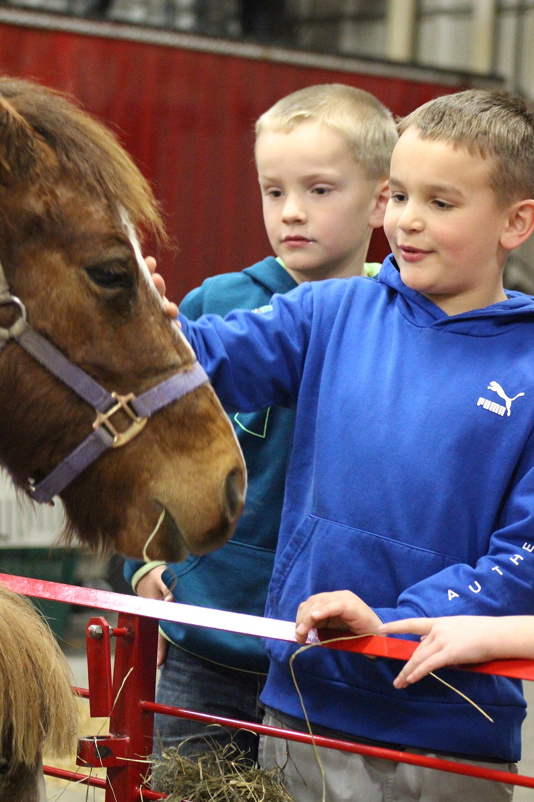 First grader Huxley Wilson pets a pony at the FFA petting zoo Thursday at Fort Recovery High School. The event was part of the chapter’s celebration of National FFA Week. (The Commercial Review/Bailey Cline)