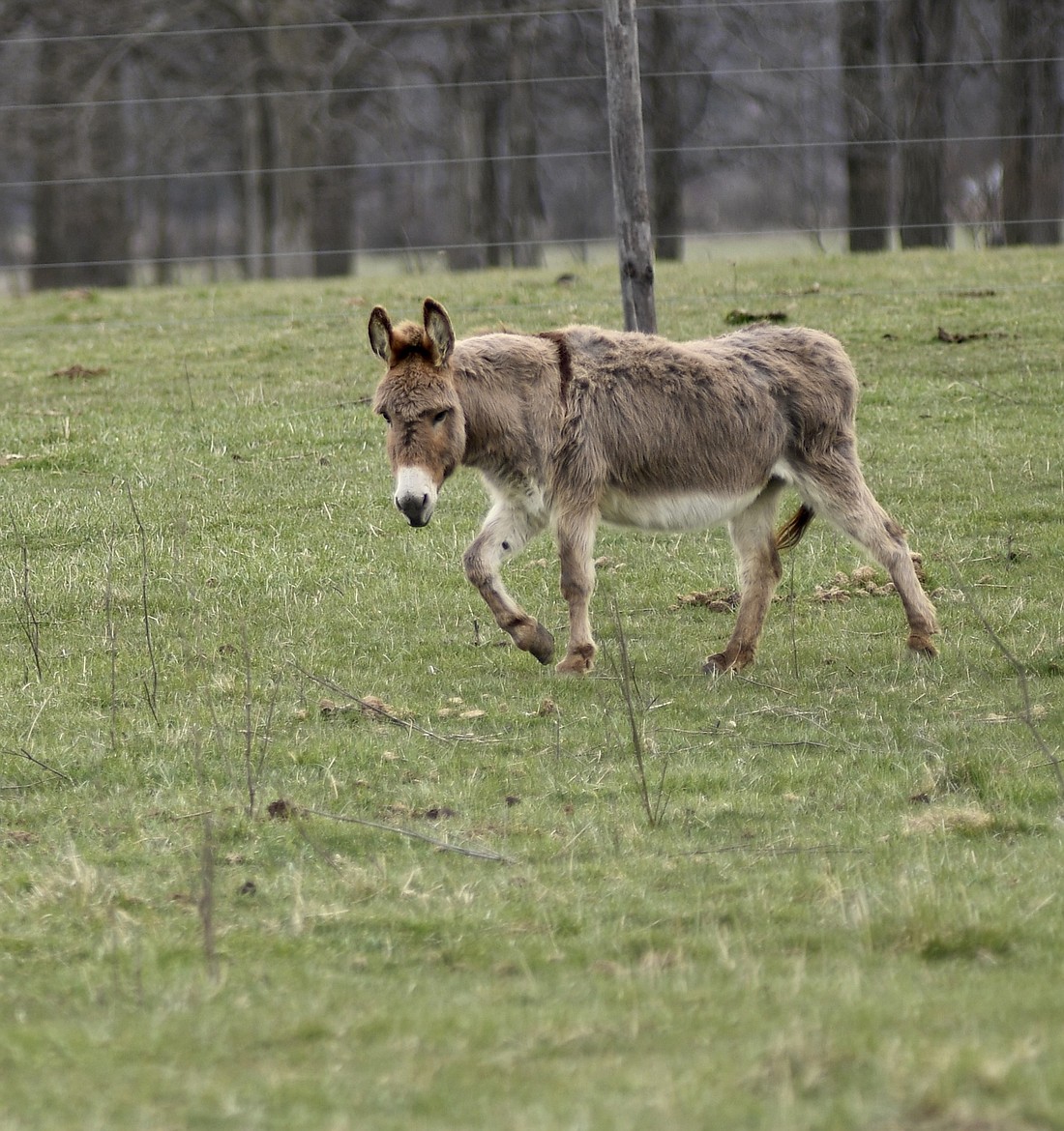 A donkey strolls along through a pasture on the east side of county road 300 West, south of county road 200 South, while grazing Monday morning. (The Commercial Review/Ray Cooney)