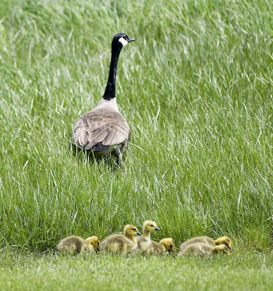 A goose and a gaggle of goslings hang out in the grassy area between the driveway and pond just east of Moser Engineering on Saturday afternoon. (The Commercial Review/Ray Cooney)