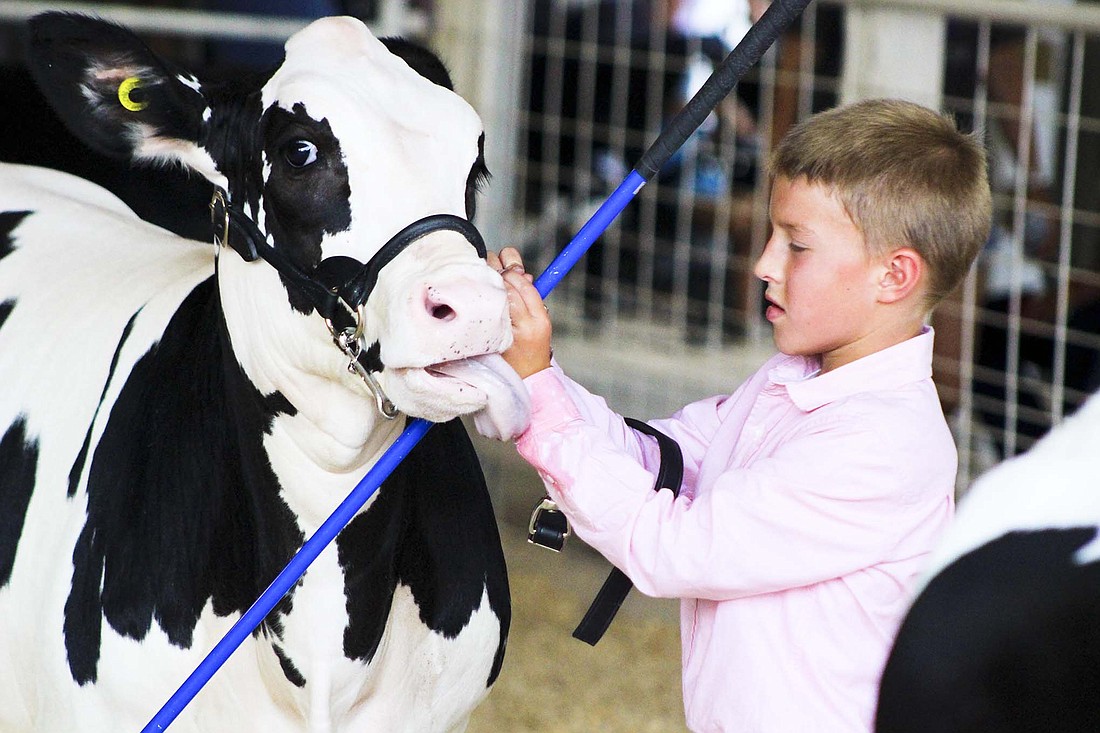 Pictured above, Cade Muhlenkamp, 9, gets a kiss on the wrist from his cow during the dairy beef and feeder show Monday at Jay County Fair. (The Commercial Review/Bailey Cline)