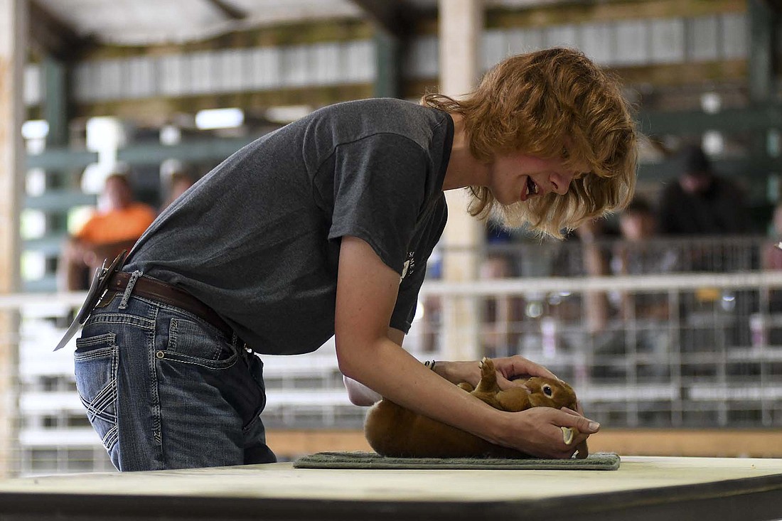 Ty Paxson shows a rabbit during Tuesday afternoon’s 4-H small animal supreme show-manship competition in the Show Arena during the Jay County Fair. Paxson, a 10-year member who represented the poultry barn in the competition, went on to win the title, following in the footsteps of his sister Gabi. She won the small animal trophy in 2019. (The Commercial Review/Ray Cooney)