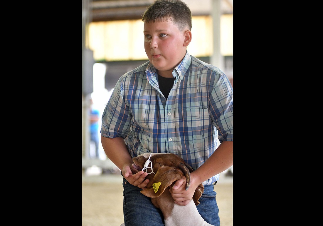 Levi Garringer holds the head of his goat steady as the judge walks around to decide which market doe would be selected as grand champion. Garringer’s received the honors and he later showed the grand champion wether on Tuesday. (The Commercial Review/Andrew Balko)