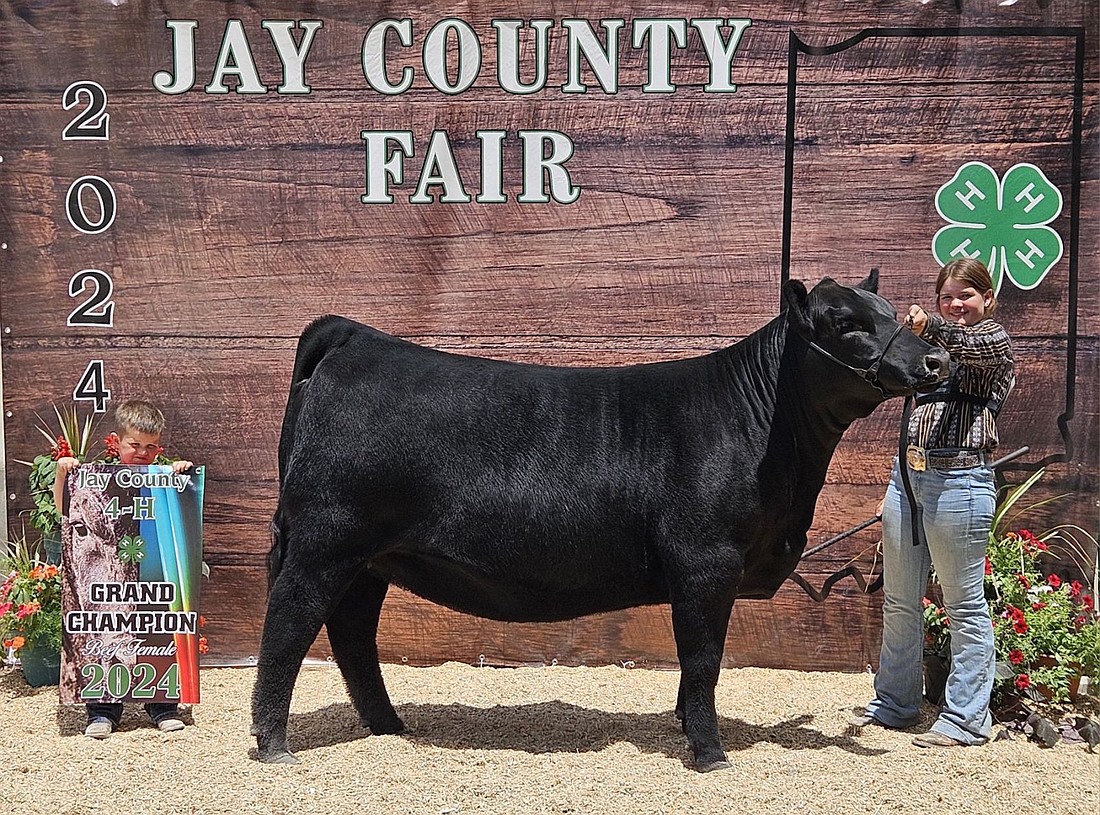 During the Jay County 4-H beef show on July 7 at the Jay County Fair, Kadilynn Stout showed the grand champion beef female. (The Commercial Review/Ray Cooney)