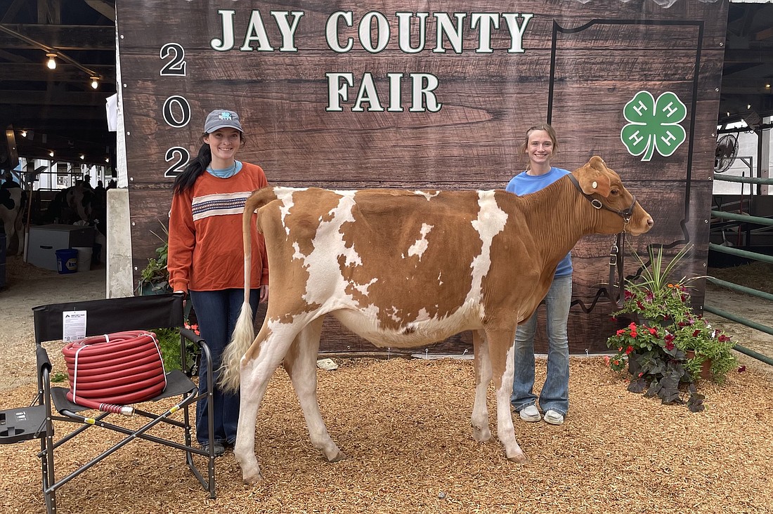 During the Jay County 4-H dairy show on July 10 at the Jay County Fair, Elise Mercer (pictured above) showed the grand champion dairy heifer. (Photo provided)