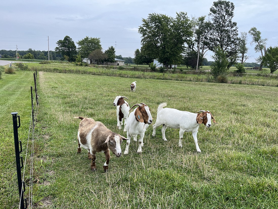 A group of goats walks along while grazing in a field at the intersection of Mount Pleasant Road and county road 200 West late on an overcast Thursday morning. Cloudy conditions, with some rain, are expected to continue through the weekend. (The Commercial Review/Ray Cooney)