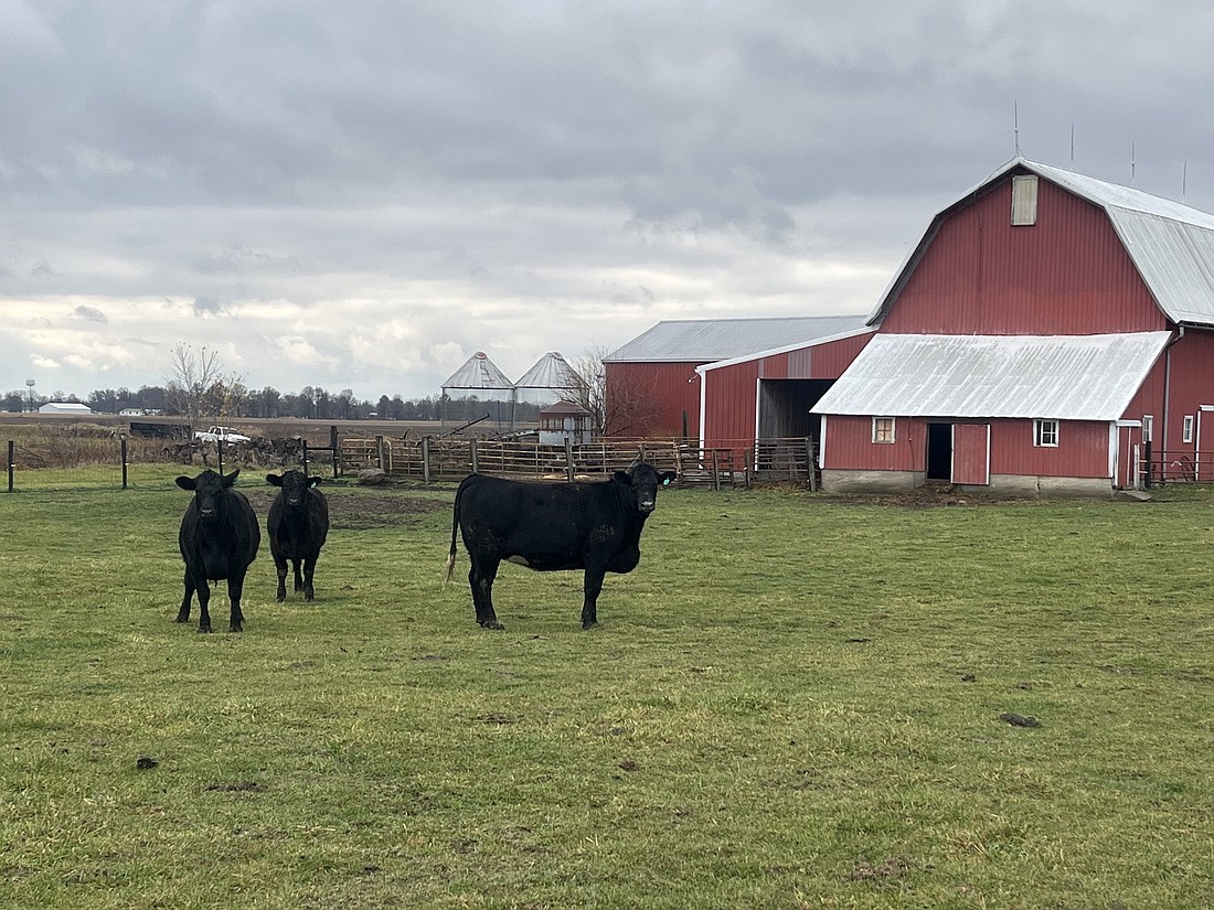 A group of cows was in the pasture about noon Thursday along county road 100 North just west of county road 200 East. skies were overcast with temperatures in the mid 50s and intermittent drizzle. (The Commercial Review/Ray Cooney)