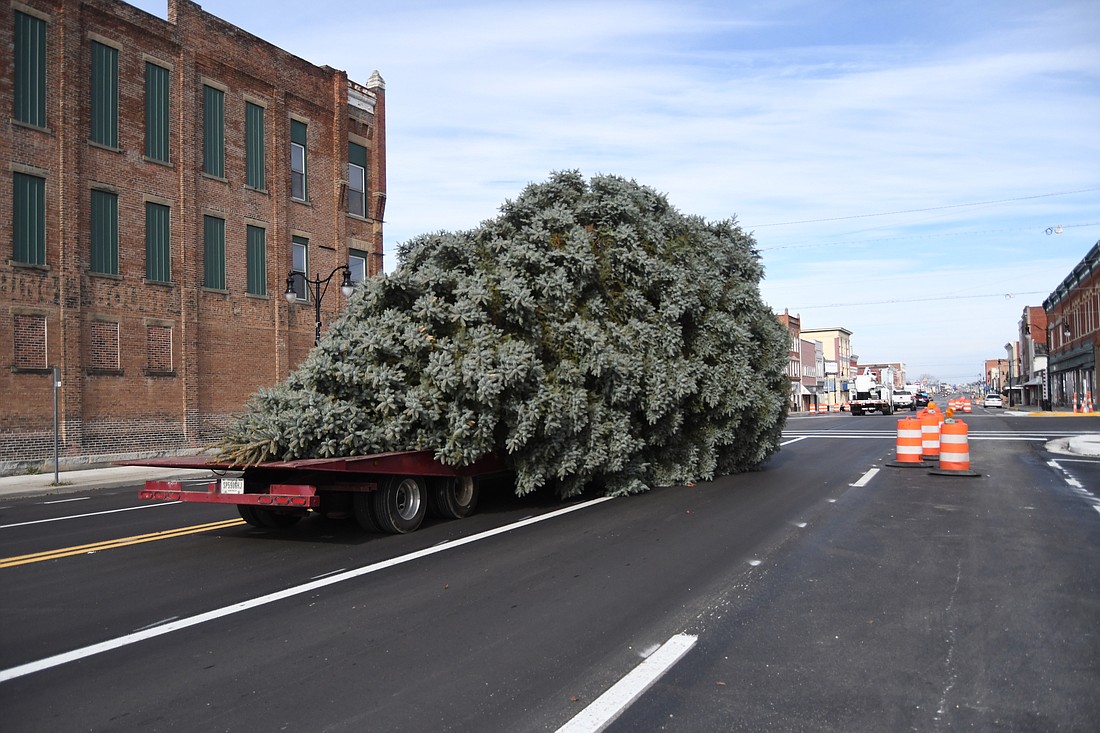 A truck hauls a large Fat Albert Blue Spruce tree north on Meridian Street (U.S. 27) through downtown Portland about noon Sunday. The 44- foot-tall tree, which had to be removed from a Portland property, and another slightly smaller one were transported to Jay County Fairgrounds where they will become part of Cruis'n the HoliJay Lights at the Fairgrounds. Miles Mowing & Lawn Care and Barnett’s Wrecker Service teamed up to handle the tree removal, transportation and replacement. Jay County Fair Board members plan to decorate the trees with lights this week. Additional photos and details about the move will be published in our Thanksgiving (Wednesday, Nov. 27) edition. (The Commercial Review/Ray Cooney)