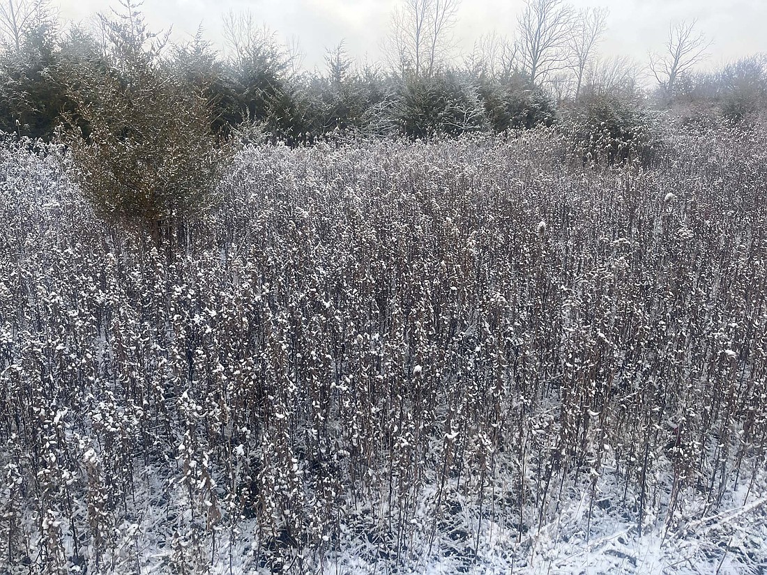 Jay County had its first snowfall of the year overnight Wednesday, with residents waking up to a dusting of snow Thursday morning. Pictured, snow covers the vegetation in a field on the west side of the intersection of Mount Pleasant Road and county road 200 West. More snow was in the forecast for Thursday evening. (The Commercial Review/Ray Cooney)