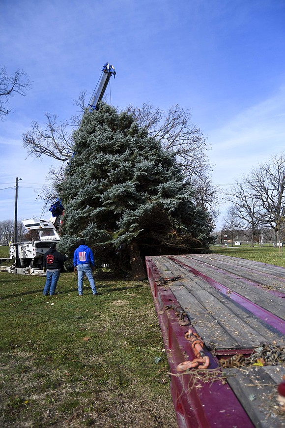 The larger of the two trees — a Fat Albert Blue Spruce — that originally stood 44 feet tall was reset just west of the Horse Arena. A group of volunteers from the fair board, Miles Mowing & Lawn Care and Barnett’s Wrecker Service and others spent about five hours preparing the trees for removal, cutting them down, hauling them and putting them in place at the fairgrounds. Cut and set in their new homes, the trees stood about 40 and 34 feet, respectively. (The Commercial Review/Ray Cooney)