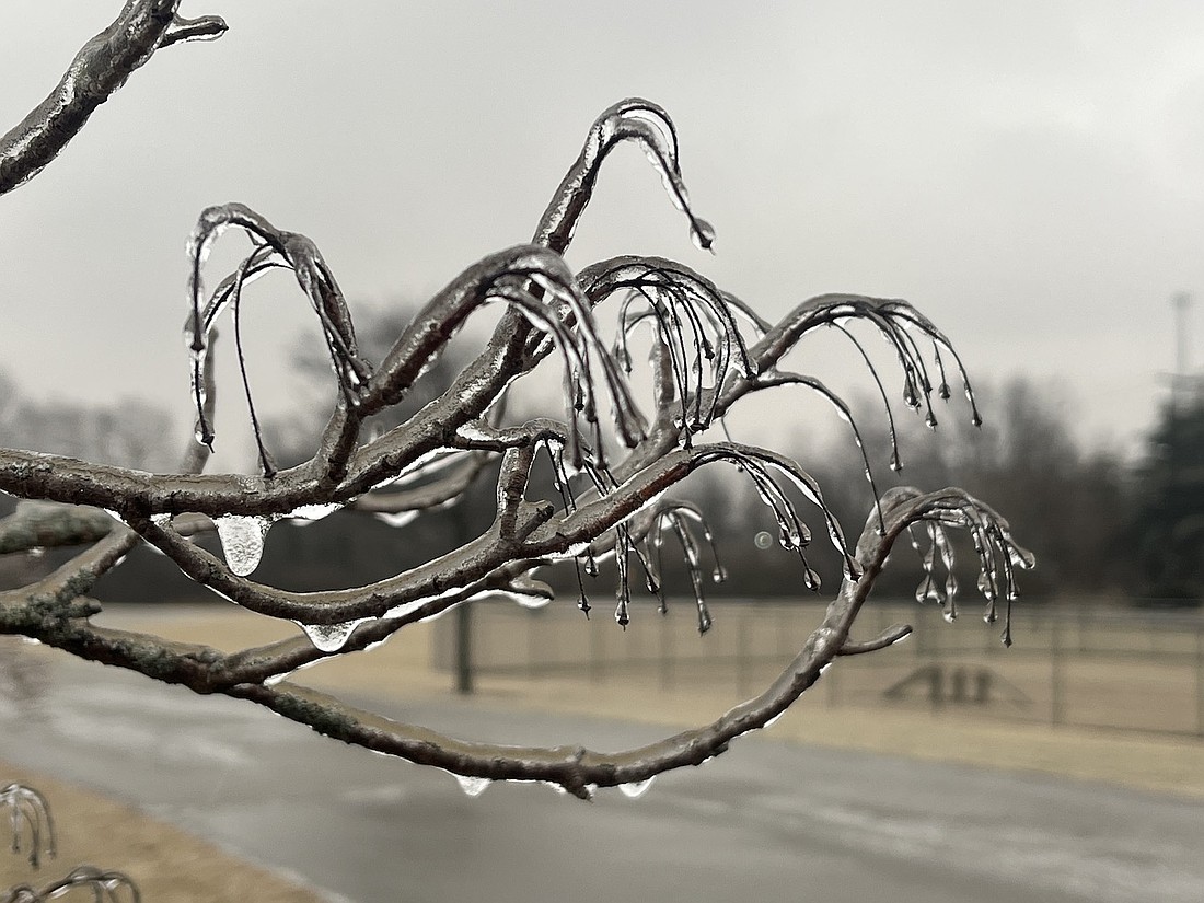 The ends of tree branches are encased in ice Thursday morning followed by freezing rain overnight. The icy conditions had Jay Schools closed Thursday and the county on a travel watch. (The Commercial Review/Ray Cooney)