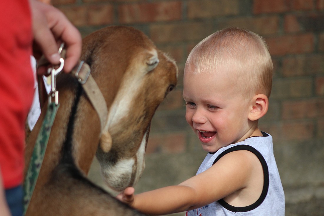 The Jay County Fair continued with 3 Bar J Rodeo in front of the grandstand on Monday evening and the Jay County 4-H dairy show on Tuesday morning in the Show Arena. Tuesday was also Kids Day at the fair. Pictured, Cooper Minnich, 2, Fort Recovery, giggles as he reaches out to pet a goat Tuesday morning during the Books in the Barn event at the fairgrounds. (The Commercial Review/Bailey Cline)