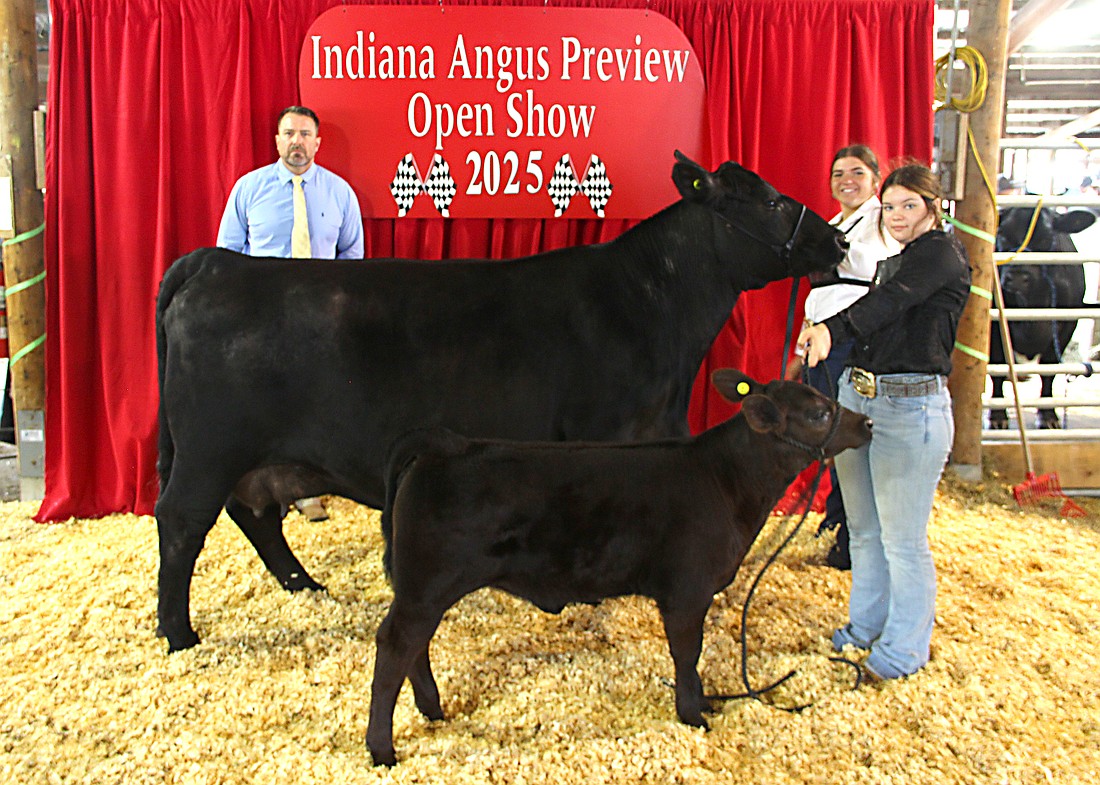 HAG Georgina 1936 won reserve grand champion cow-calf pair at the 2025 Indiana Angus Junior Preview Show on June 15 in Lebanon. Kadilynn Stout of Portland owns the March 2019 daughter of SAC Conversation. A May 2025 heifer calf sired by Patton Sundance completed the winning duo. (Photo provided)