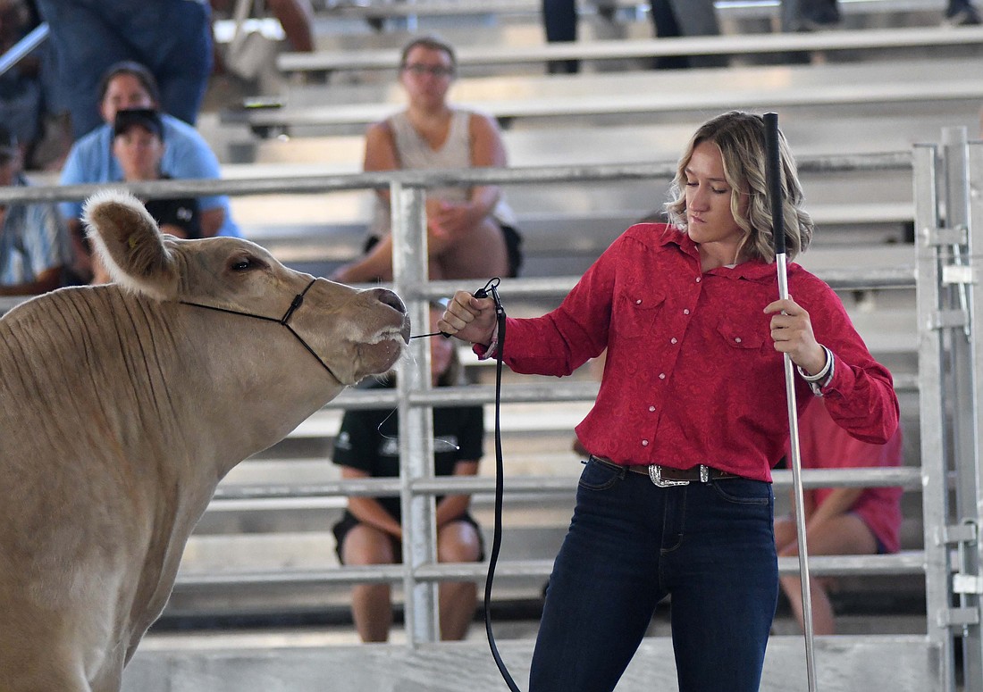 Mallory Winner of Ridgeville wrestles with Emma Fidler’s steer to move it along during the market beef show in the show arena at the Randolph County Fair on Wednesday. Winner is a 2025 Jay County High School graduate. (The Commercial Review/Andrew Balko)