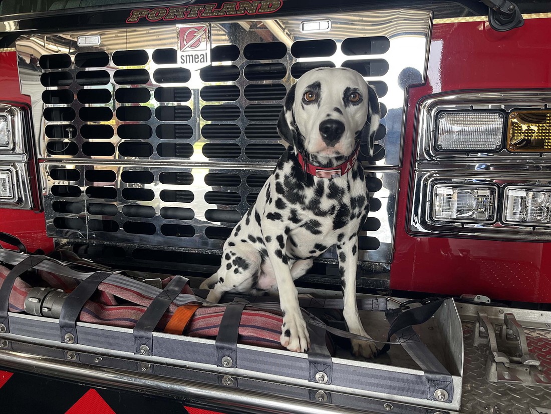 Portland Fire Department welcomed Huey to its team in late August. A companion dog for the firefighters, the 5-year-old Dalmatian had a previous career competing in American Kennel Club and United Kennel Club dog shows. He will be part of the department’s annual Fire Safety Day from 10 a.m. to 2 p.m. Saturday, Oct. 12. (The Commercial Review/Ray Cooney)