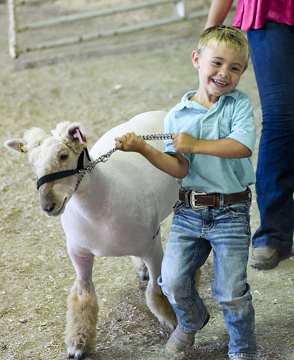 Jace Bonifas, 5, leads a sheep out into the Show Arena on July 1 during the peewee showmanship for kids between kindergarten and third grade. It was part of the Jay County Fair’s celebration of Kids’ Day. (The Commercial Review/Andrew Balko)